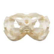 Real Bearded Dragon Skull