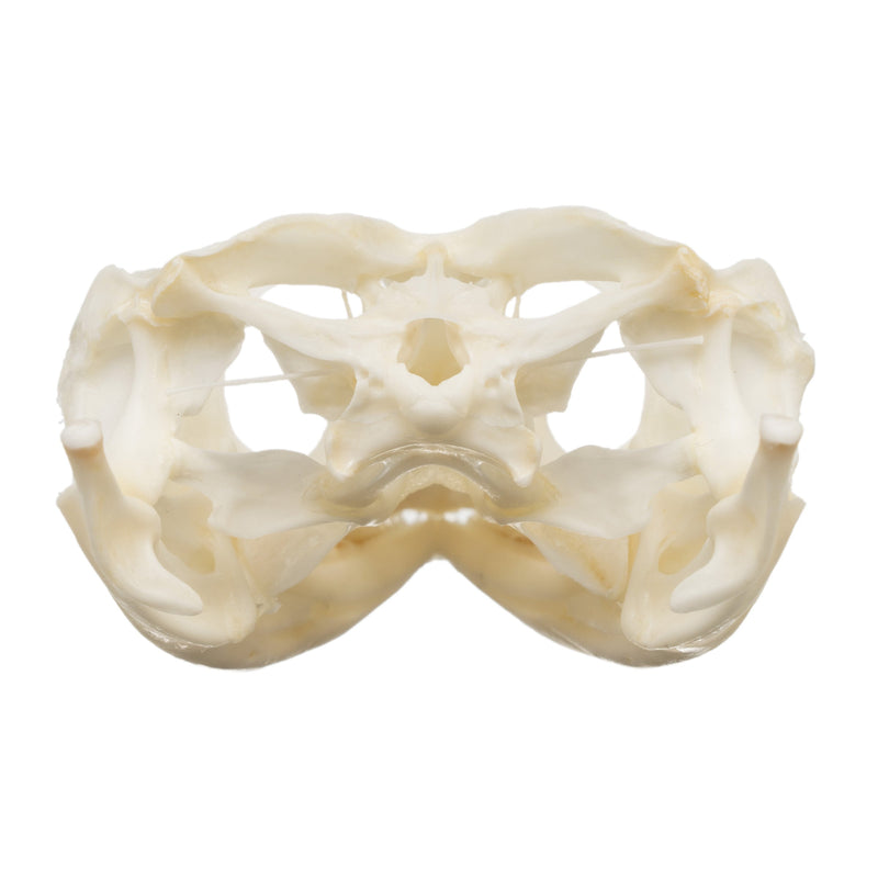 Real Bearded Dragon Skull