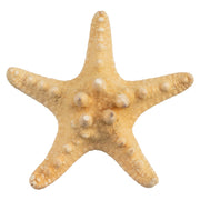 Real Horned Sea Star