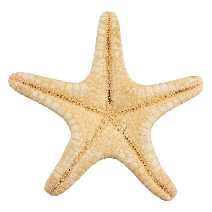 Real Horned Sea Star