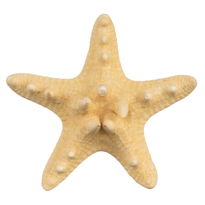 Real Horned Sea Star