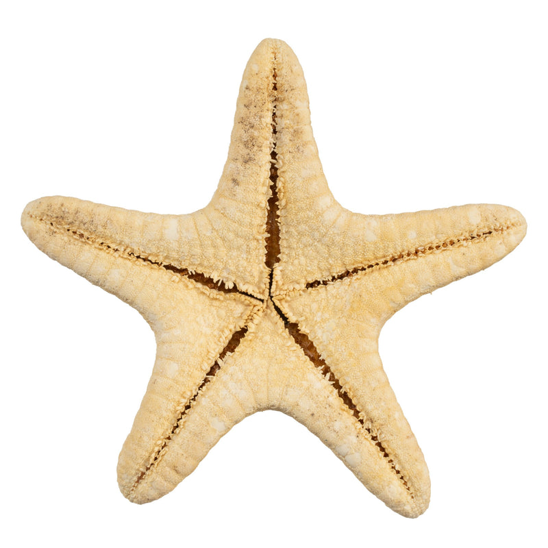 Real Horned Sea Star