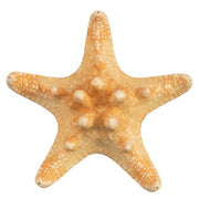 Real Horned Sea Star