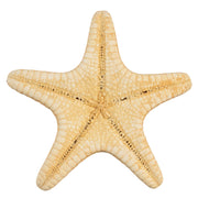 Real Horned Sea Star