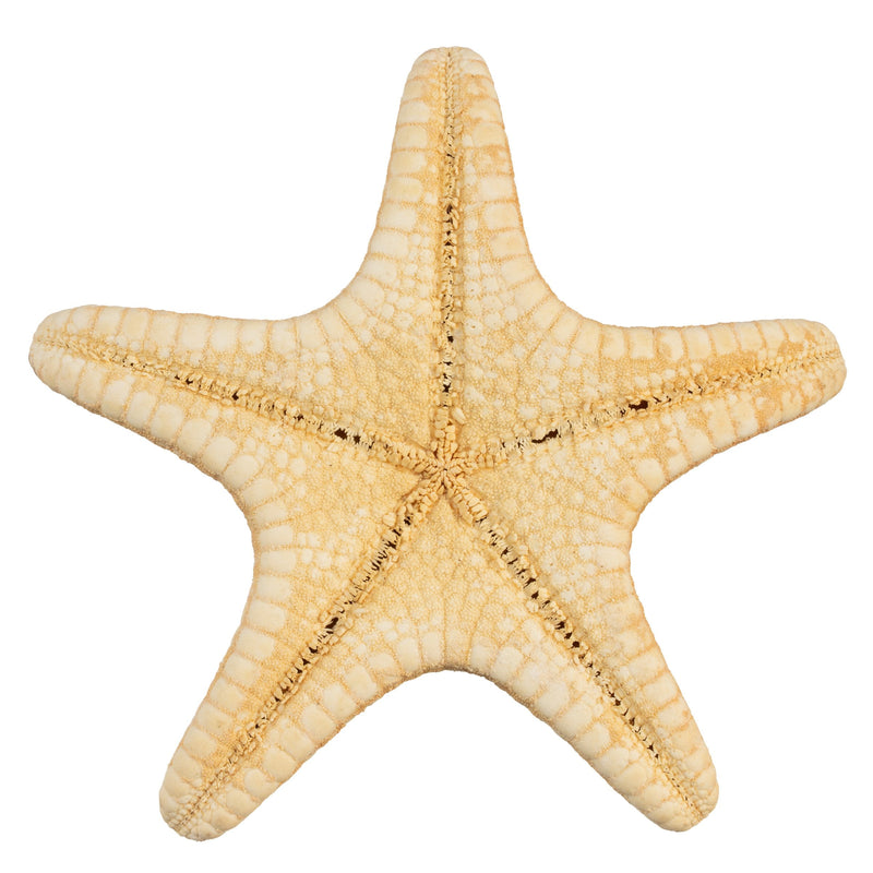 Real Horned Sea Star