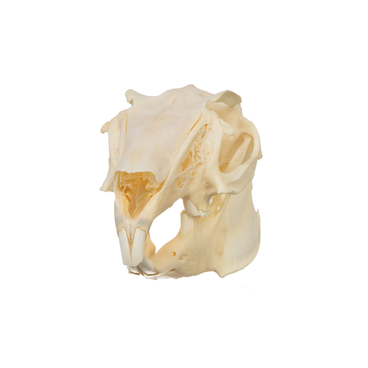 Real Antelope Jackrabbit Skull For Sale — Skulls Unlimited