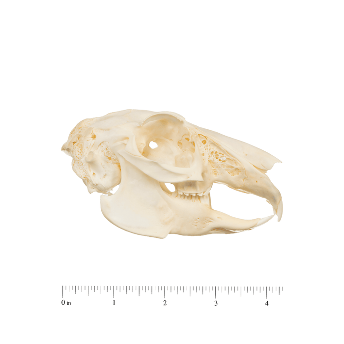 Real Antelope Jackrabbit Skull