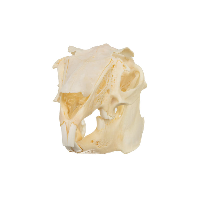 Real Antelope Jackrabbit Skull