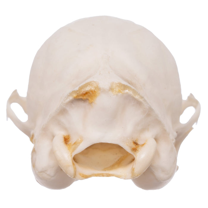 Real Cape Genet Skull - Adolescent