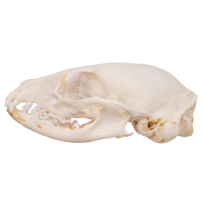 Real Cape Genet Skull - Adolescent
