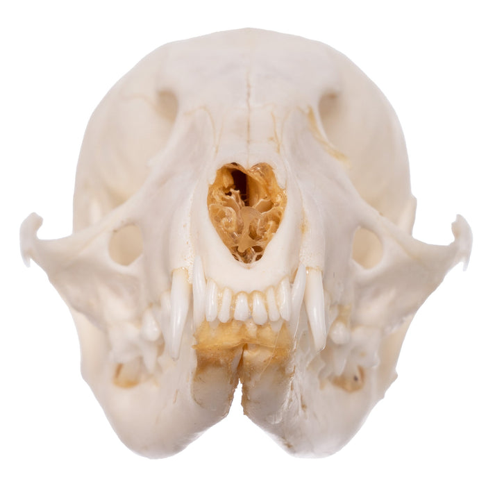 Real Cape Genet Skull - Adolescent
