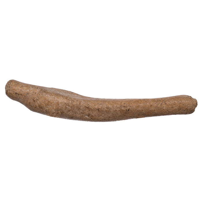 Real Bearded Seal Baculum