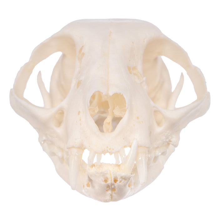Real Domestic Cat Skull - Pathology
