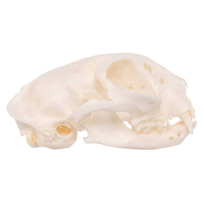 Real Domestic Cat Skull - Pathology
