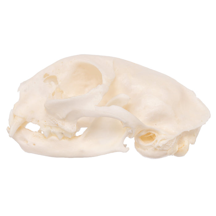 Real Domestic Cat Skull - Pathology