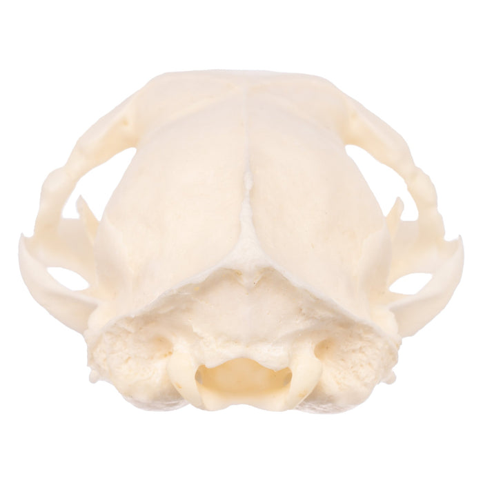 Real Domestic Cat Skull - Pathology