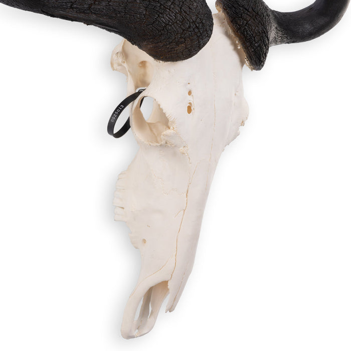 Real Blue Wildebeest Skull - Extra Large