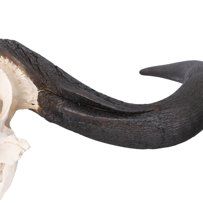 Real Blue Wildebeest Skull - Extra Large
