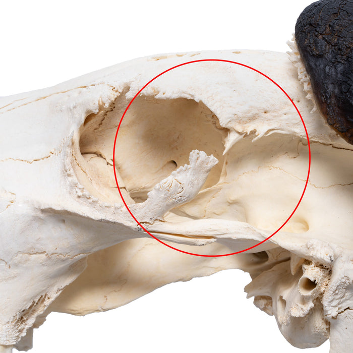 Real Blue Wildebeest Skull - Extra Large