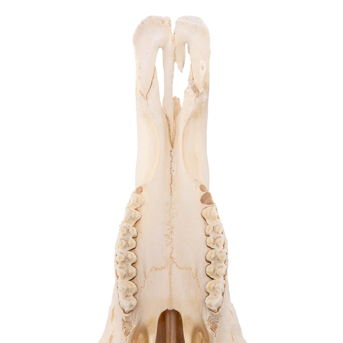 Real Blue Wildebeest Skull - Extra Large