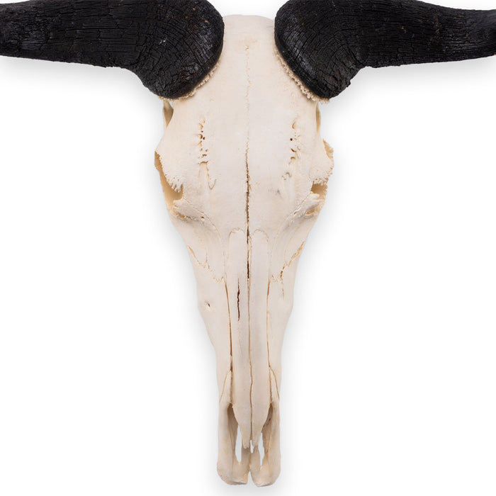 Real Blue Wildebeest Skull - Extra Large