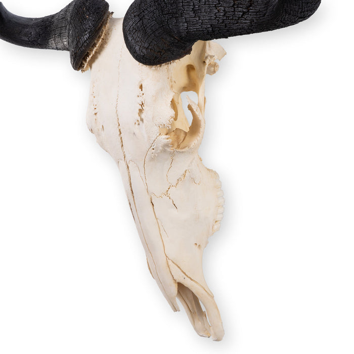 Real Blue Wildebeest Skull - Extra Large