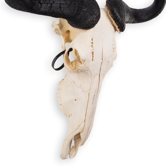 Real Blue Wildebeest Skull - Extra Large