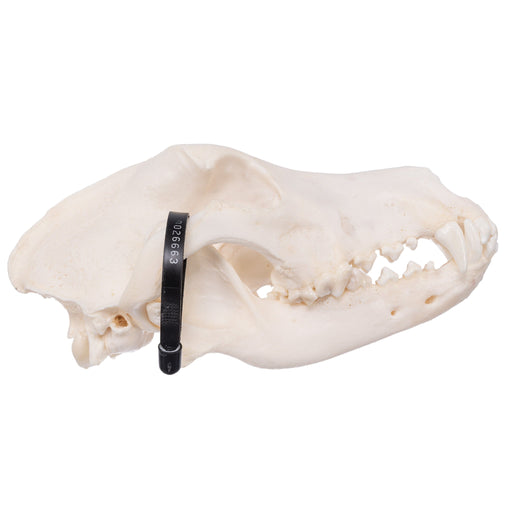 Real Domestic Dog Skull - Great Pyrenees
