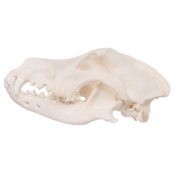 Real Domestic Dog Skull - Great Pyrenees