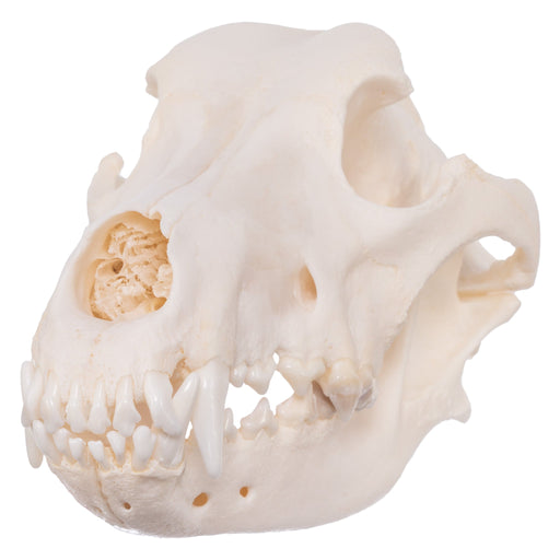 Real Domestic Dog Skull - Great Pyrenees