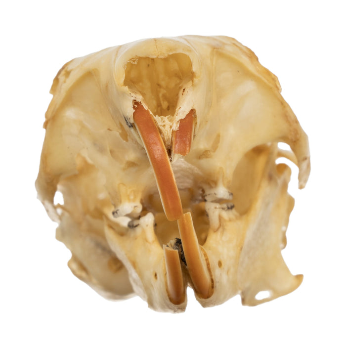 Real Douglas Squirrel Skull