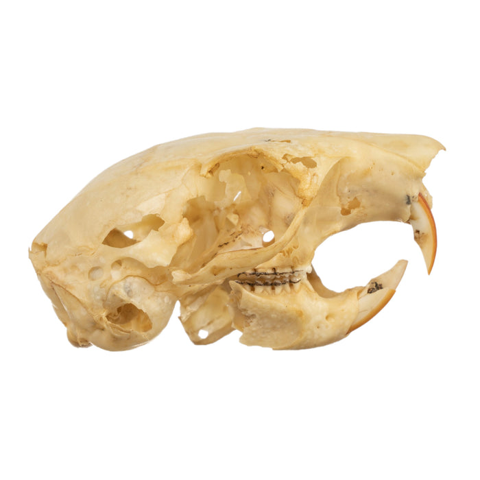 Real Douglas Squirrel Skull
