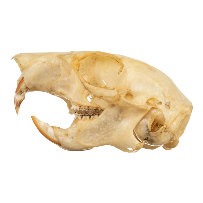 Real Douglas Squirrel Skull