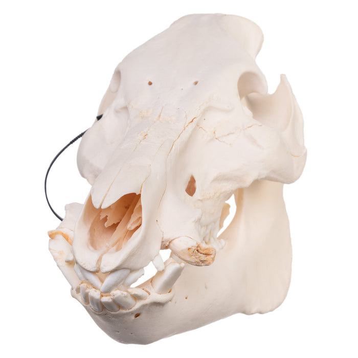 Real Domestic Pig Skull - Pathology