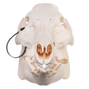 Real Domestic Pig Skull - Pathology
