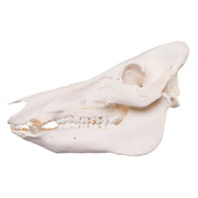 Real Domestic Pig Skull - Pathology