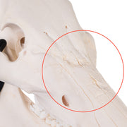 Real Domestic Pig Skull - Pathology