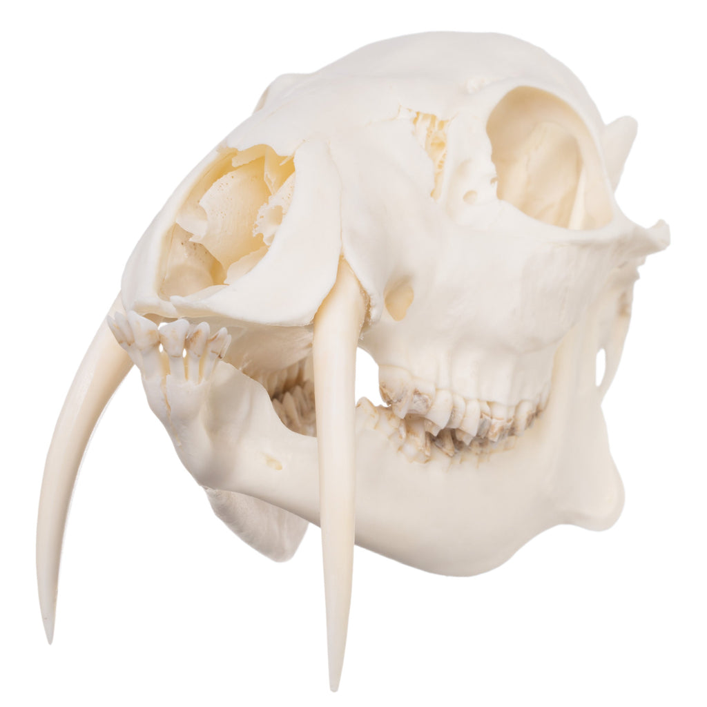 Real Chinese Water Deer Skull For Sale — Skulls Unlimited