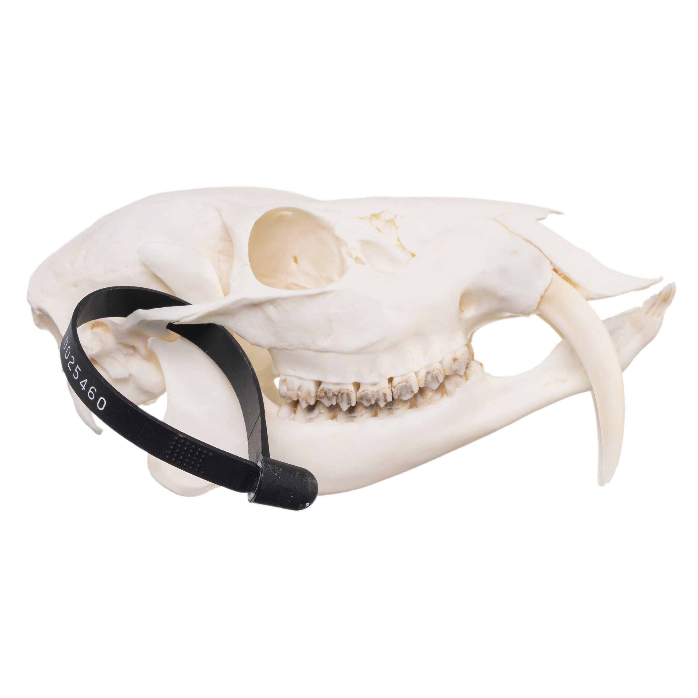 Real Chinese Water Deer Skull For Sale — Skulls Unlimited