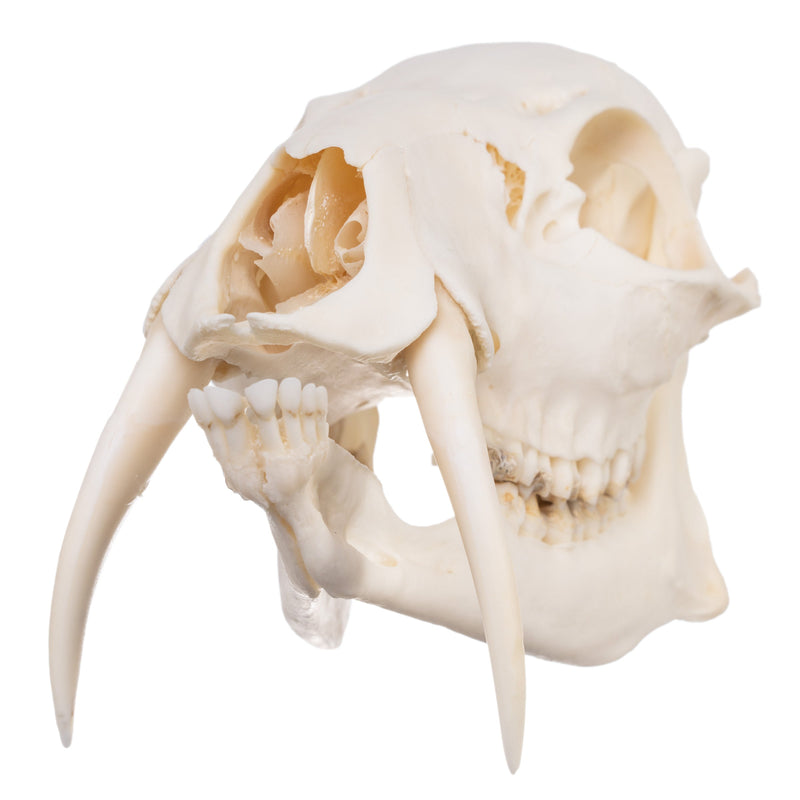 Real Chinese Water Deer Skull - Male