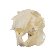 Real Desert Cottontail Rabbit Skull