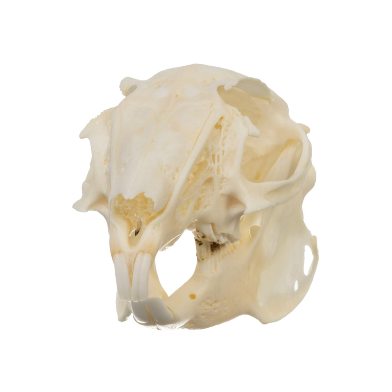 Real Desert Cottontail Rabbit Skull