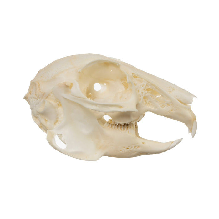 Real Desert Cottontail Rabbit Skull