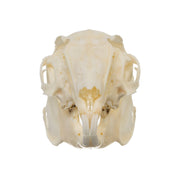 Real Desert Cottontail Rabbit Skull