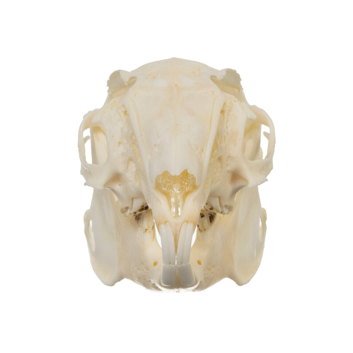 Brush Rabbit Skull Rabbit Skull