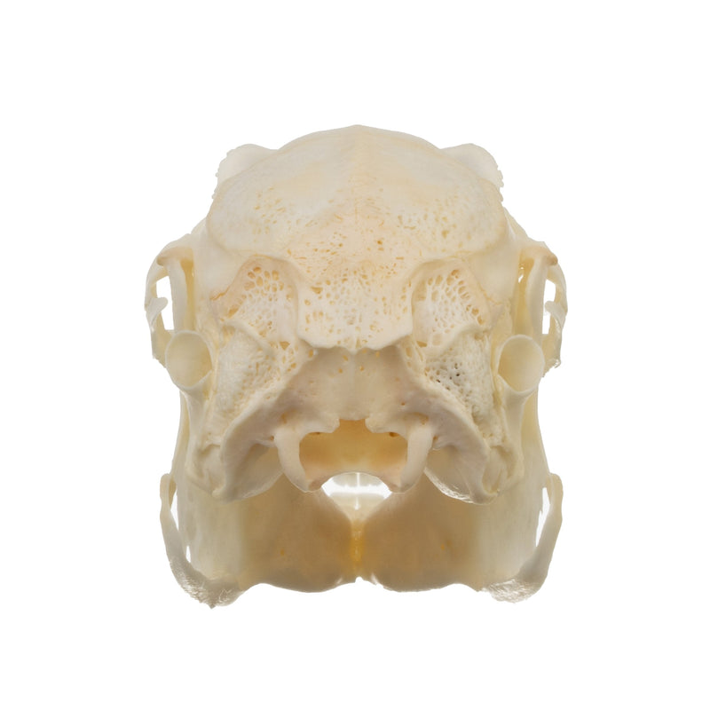 Real Desert Cottontail Rabbit Skull