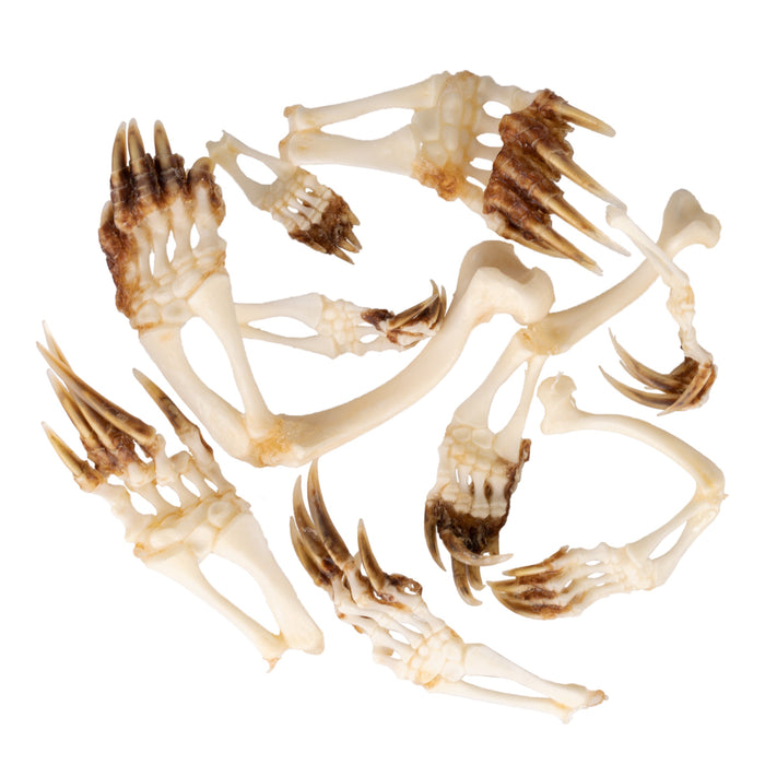 Real Bag-O-Turtle Feet