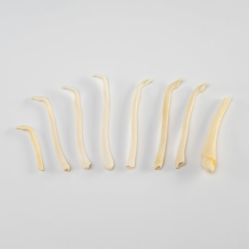Real Bag-O-Baculum