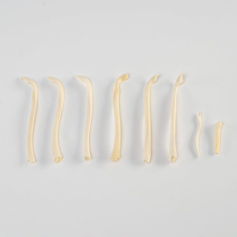 Real Bag-O-Baculum