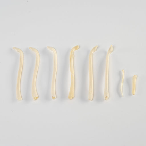 Real Bag-O-Baculum